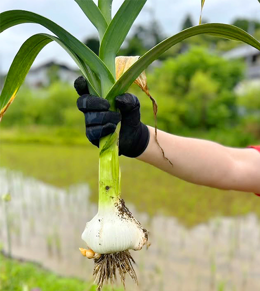 川西産ジャンボにんにく龍玉